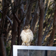 Red Tailed Hawk