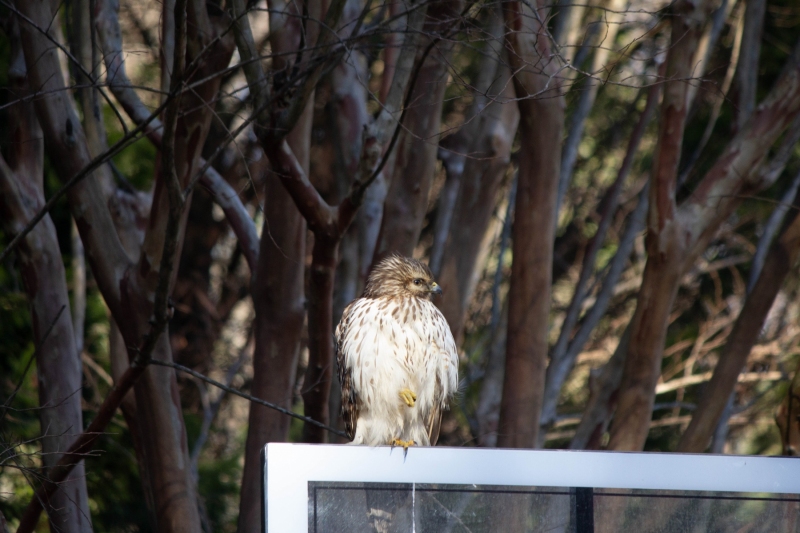 Red Tailed Hawk