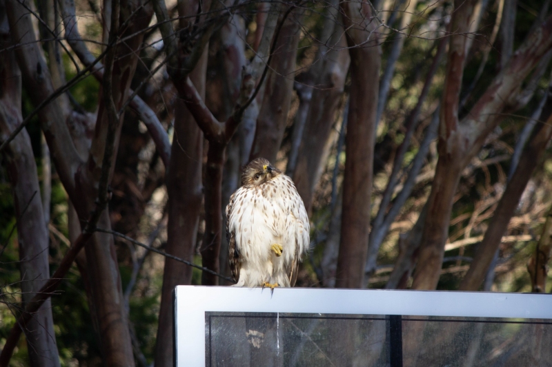 Red Tailed Hawk