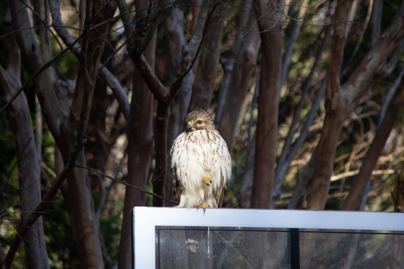 Red Tailed Hawk