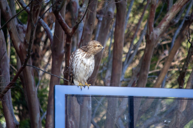 Red Tailed Hawk