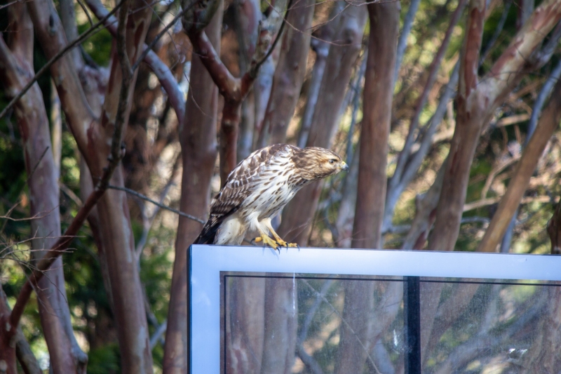 Red Tailed Hawk