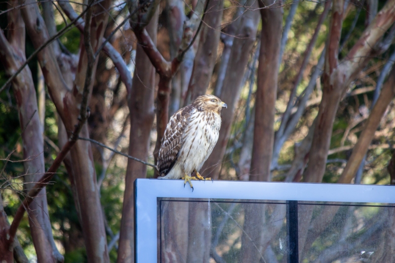 Red Tailed Hawk
