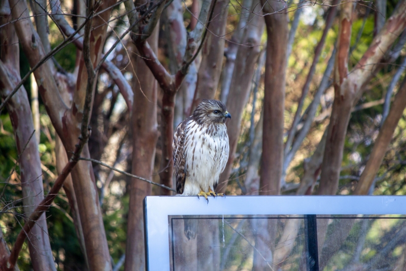 Red Tailed Hawk