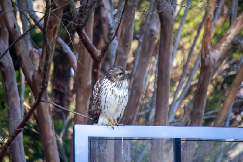Red Tailed Hawk