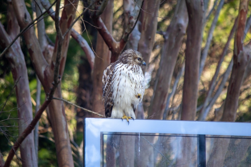 Red Tailed Hawk