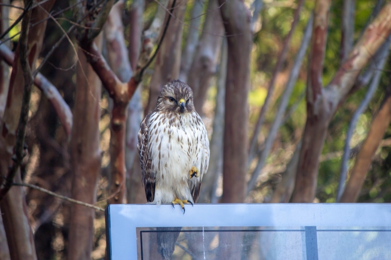 Red Tailed Hawk