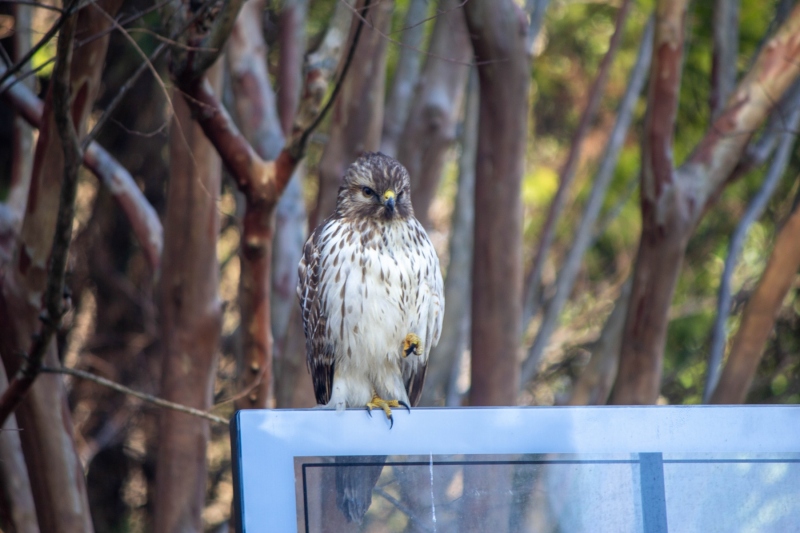 Red Tailed Hawk