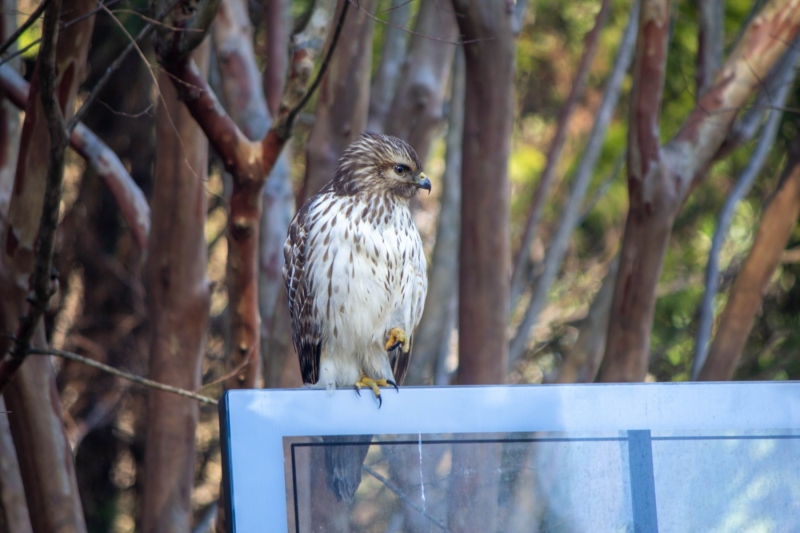 Red Tailed Hawk