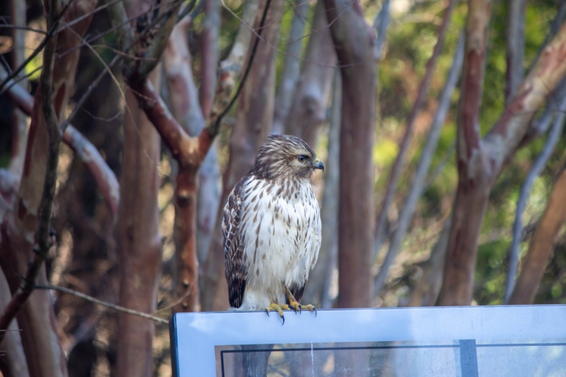 Red Tailed Hawk
