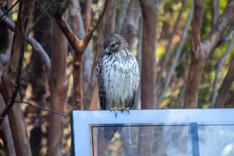 Red Tailed Hawk