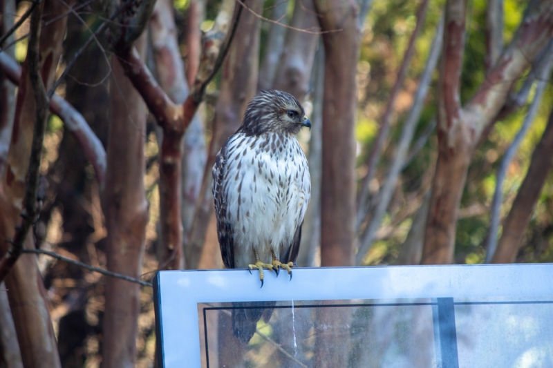Red Tailed Hawk