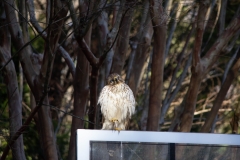Red Tailed Hawk