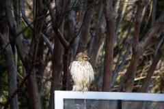 Red Tailed Hawk
