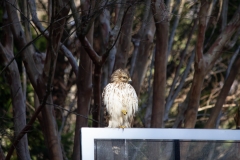 Red Tailed Hawk