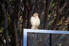 Red Tailed Hawk