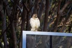 Red Tailed Hawk