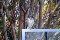 Red Tailed Hawk