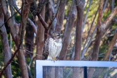 Red Tailed Hawk