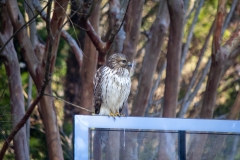 Red Tailed Hawk