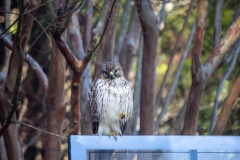 Red Tailed Hawk