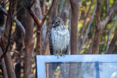 Red Tailed Hawk