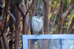 Red Tailed Hawk