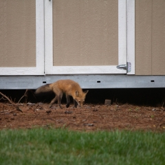 Foxes
