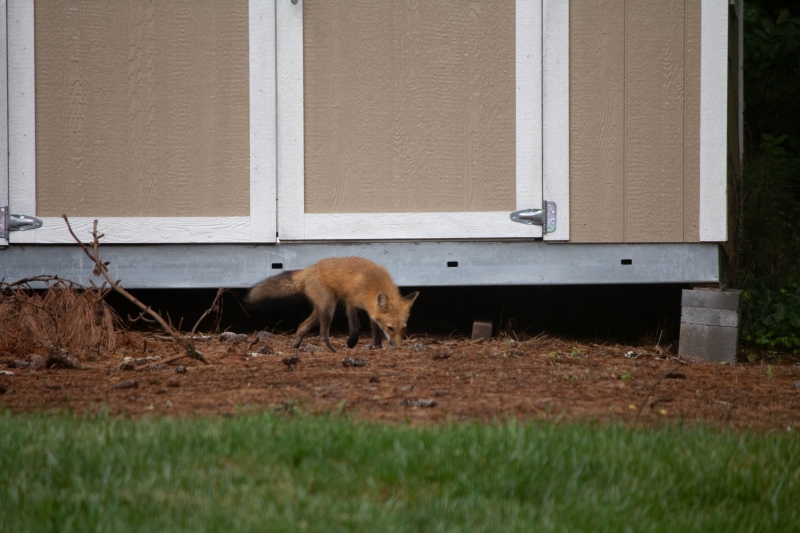 Foxes