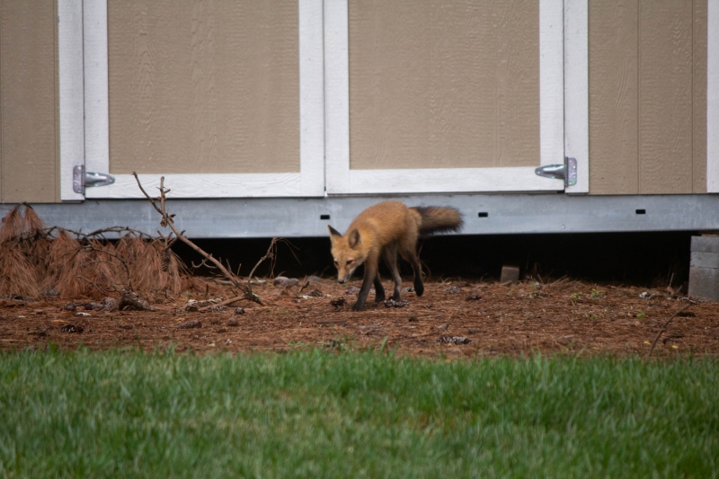 Foxes