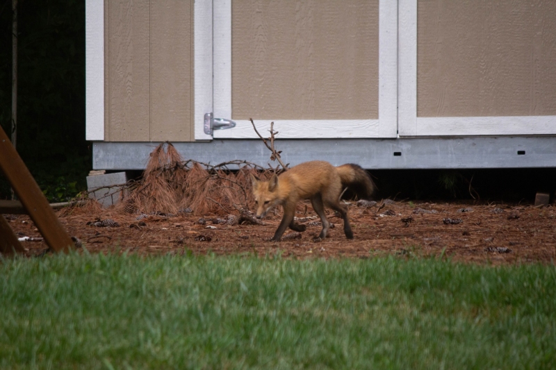 Foxes