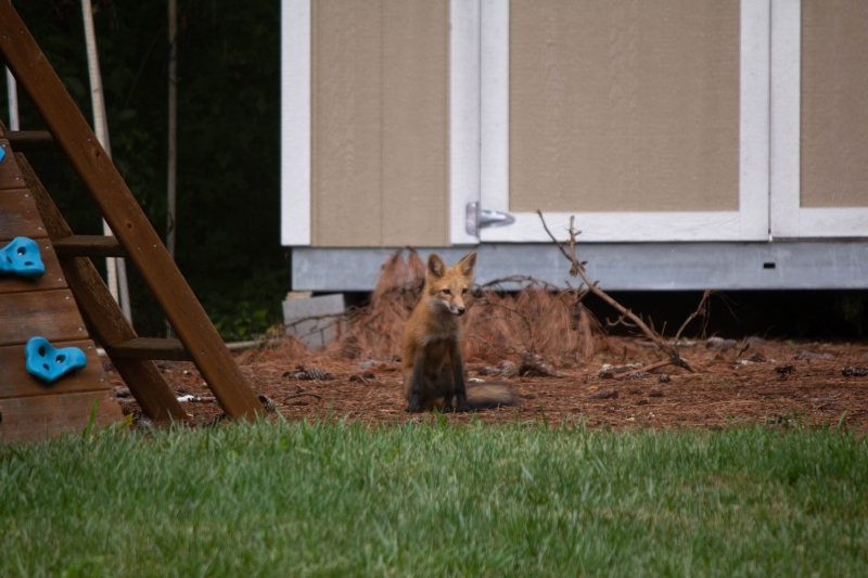Foxes