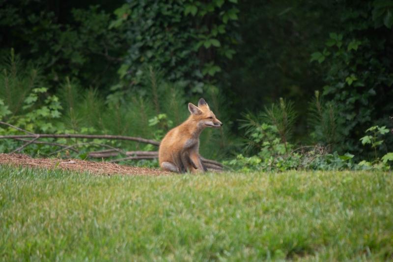 Foxes