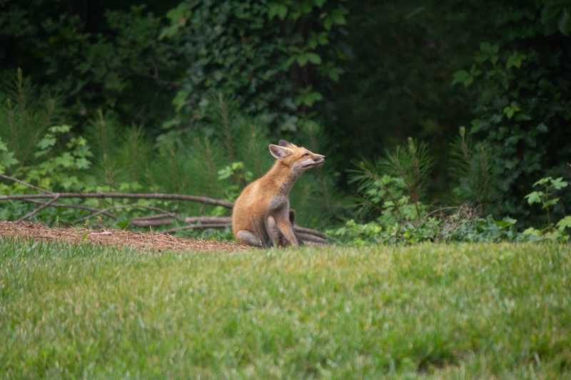 Foxes