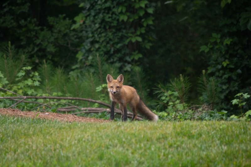 Foxes