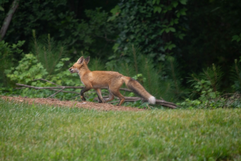 Foxes