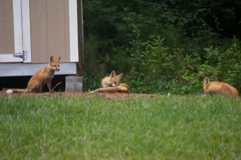 Foxes