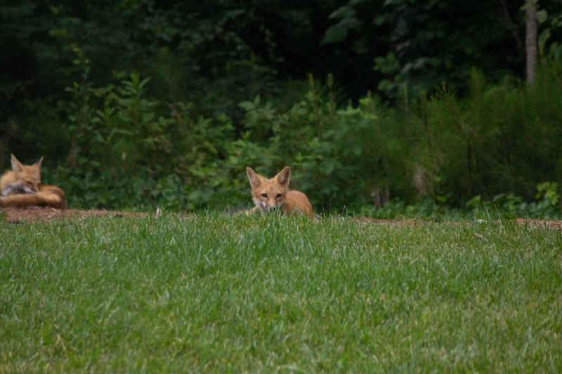 Foxes