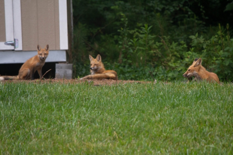 Foxes