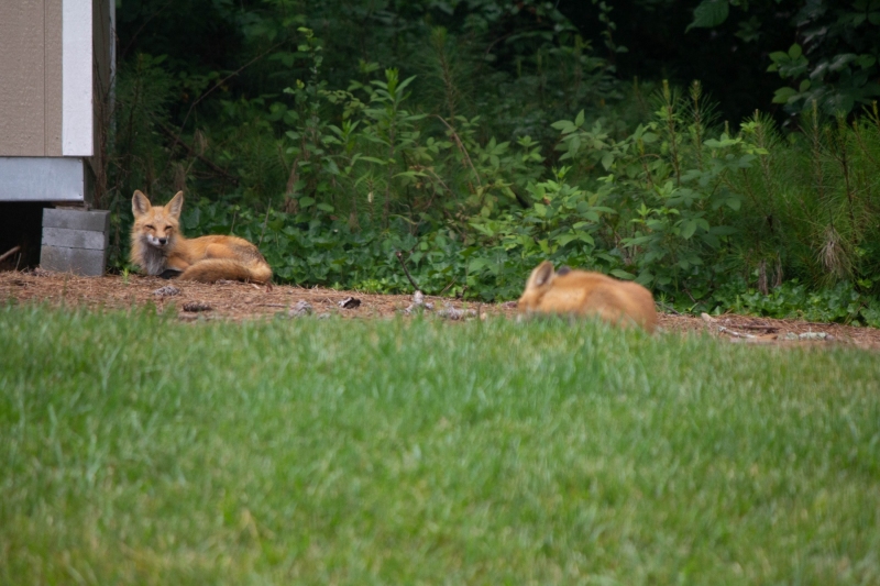 Foxes