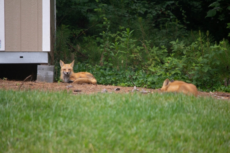 Foxes