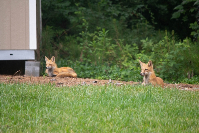 Foxes