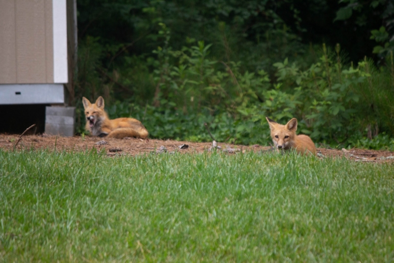Foxes