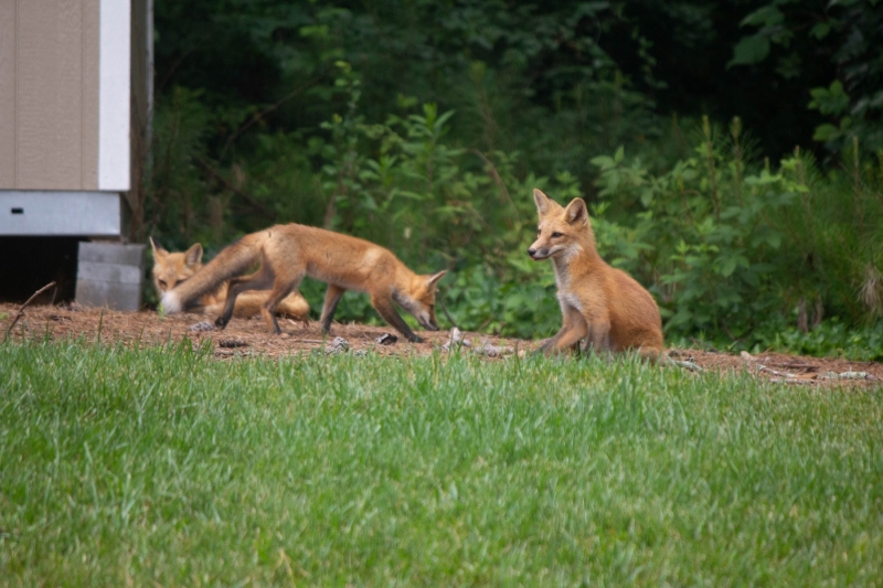 Foxes