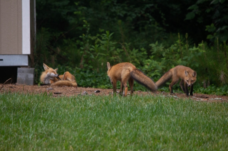 Foxes