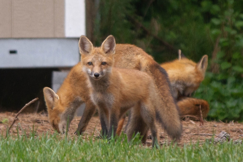 Foxes