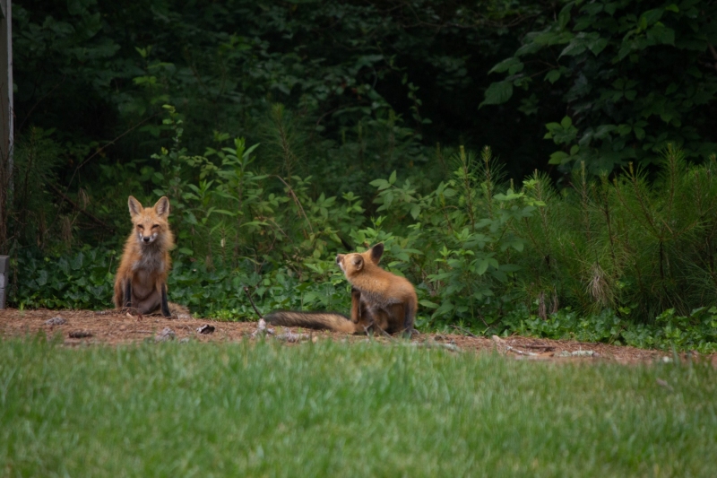 Foxes