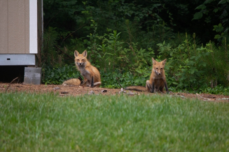 Foxes