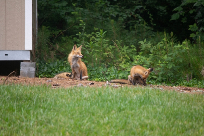 Foxes