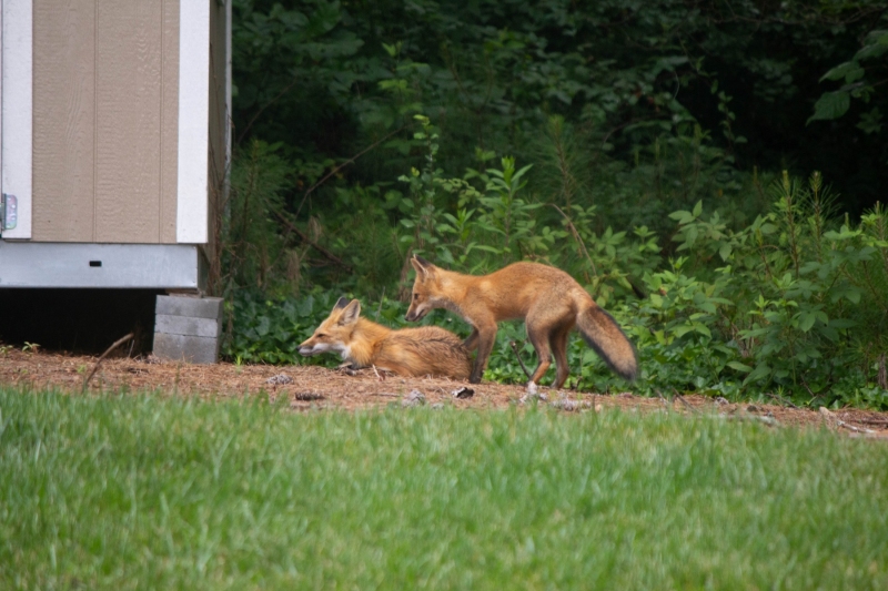Foxes